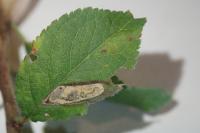 Ectoedemia spinosella