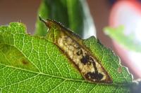 Ectoedemia spinosella