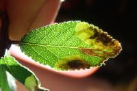Stigmella plagicolella