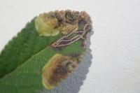 Stigmella plagicolella
