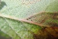 Stigmella plagicolella