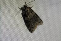 Cnephasia