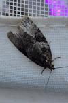 Cnephasia