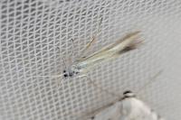 Coleophora