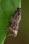 Celypha lacunana