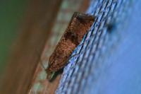 Celypha striana
