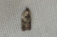 Acleris variegana
