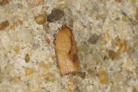 Cacoecimorpha pronubana