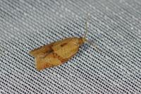 Clepsis consimilana