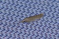 Coleophora