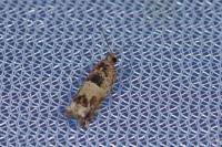 Crocidosema plebejana