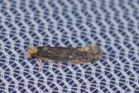 Monopis nigricantella