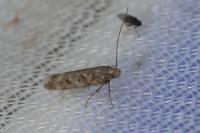 Scrobipalpa