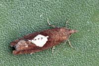 Epinotia solandriana