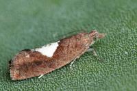 Epinotia solandriana