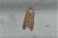 Bryotropha terrella