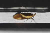 Harpella forficella