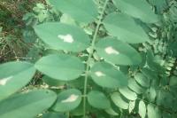 Parectopa robiniella