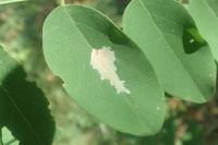Parectopa robiniella