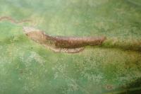 Phyllonorycter platani