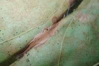 Phyllonorycter platani