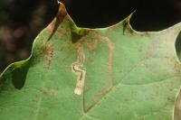 Acalyptris platani
