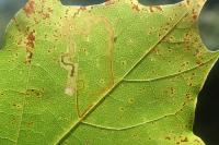 Acalyptris platani
