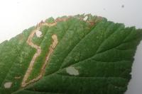 Stigmella aurella
