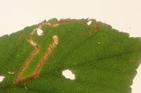 Stigmella aurella