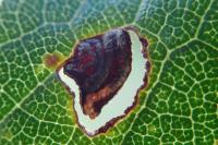 Stigmella prunetorum
