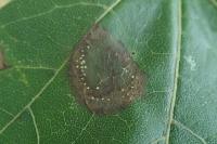 Phyllonorycter acerifoliella