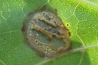 Phyllonorycter acerifoliella