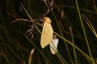 Hepialus humuli