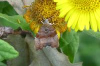 Choreutis nemorana