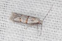 Symmocoides oxybiella