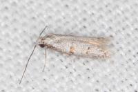 Symmocoides oxybiella