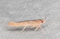 Pyroderces argyrogrammos