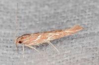 Pyroderces argyrogrammos