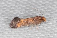 Apodia bifractella