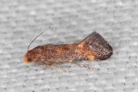 Apodia bifractella