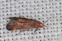 Apodia bifractella
