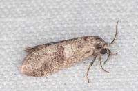 Penestoglossa dardoinella