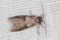 Penestoglossa dardoinella