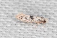Infurcitinea atrifasciella