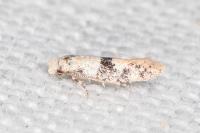 Infurcitinea atrifasciella