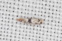 Infurcitinea atrifasciella