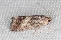 Cydia splendana