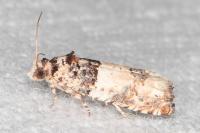 Epinotia thapsiana