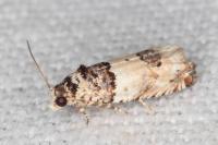 Epinotia thapsiana