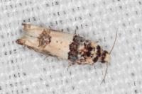 Epinotia thapsiana